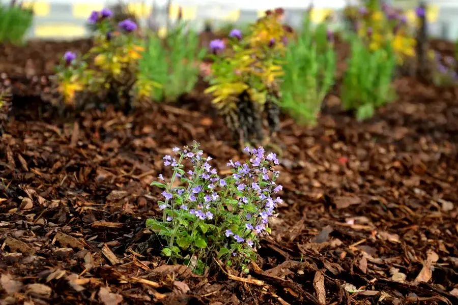 How To Prevent Mulch From Decomposing Too Quickly Cornelius, OR How To Prevent Mulch From Decomposing Too Quickly Cornelius, OR