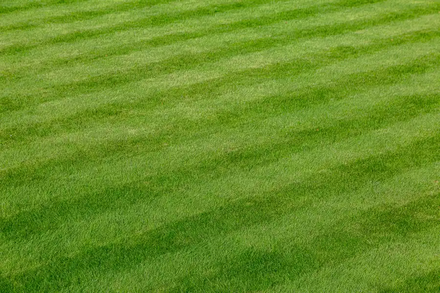 Lawn Care Mistakes Every Landscaper Should Avoid Cornelius, OR Lawn Care Mistakes Every Landscaper Should Avoid Cornelius, OR