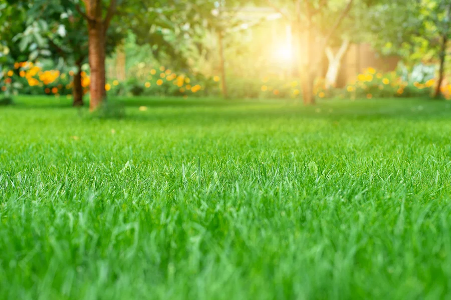 Lawn Care Mistakes To Avoid For A Healthier Lawn Cornelius, OR Lawn Care Mistakes To Avoid For A Healthier Lawn Cornelius, OR
